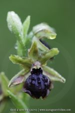 Ophrys garganica