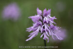 Orchis italica