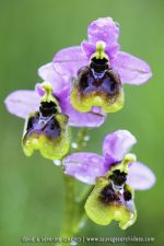 Ophrys neglecta