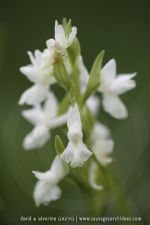 Dactylorhiza romana