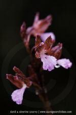 Anacamptis papilionacea