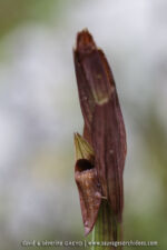 Serapias politis