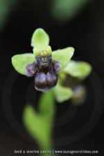 Ophrys bombyliflora