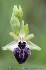 O. garganica X O. incubacea