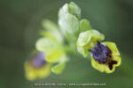 Ophrys sicula