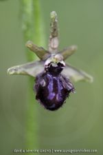 Ophrys incubacea