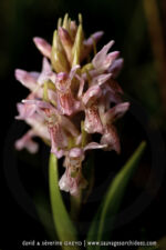 Dactylorhiza incarnata - 21 juin