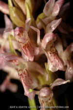 Dactylorhiza incarnata - 21 juin