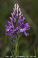 Dactylorhiza laponnica - 21 juin