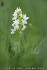 Dactylorhiza romana