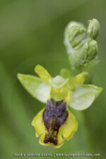 Ophrys sicula