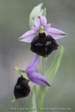 Ophrys biscutella