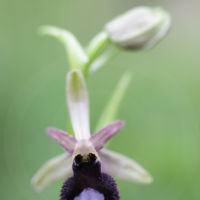 Ophrys bertoloniiformis