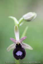 Ophrys bertoloniiformis
