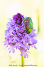 Anacamptis pyramidalis