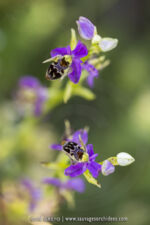 Ophrys rhodostephane