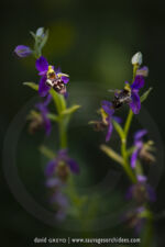 Ophrys rhodostephane