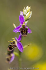 Ophrys rhodostephane