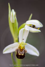 Ophrys abeille