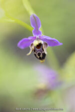 Ophrys rhodostephane