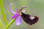 Ophrys de Bertoloni