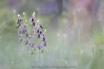 Ophrys de Bertoloni
