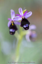 Ophrys de Bertoloni