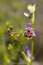 Ophrys medea