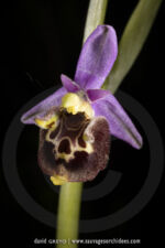 Ophrys medea