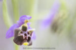 Ophrys medea