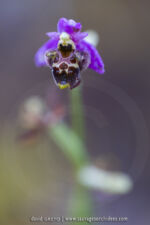 Ophrys medea