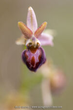 Ophrys tommasinii
