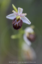 Ophrys tommasinii
