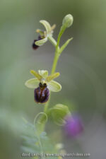 Ophrys tommasinii