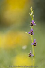 Ophrys tetraloniae