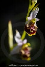 Ophrys tetraloniae