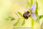 Ophrys tetraloniae