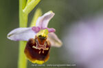 Ophrys tetraloniae