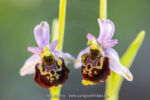 Ophrys tetraloniae