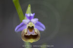 Ophrys tetraloniae