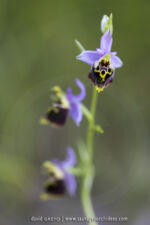 Ophrys dinarica