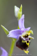 Ophrys dinarica