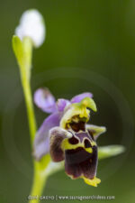 Ophrys dinarica
