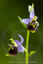 Ophrys dinarica