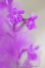Orchis quadripunctata