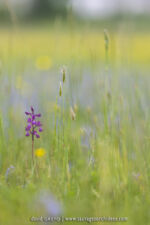 Anacamptis laxiflora