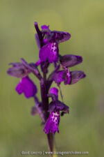 Anacamptis morio