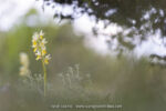 Orchis pauciflora