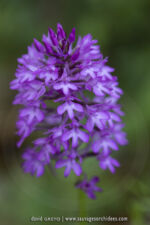 Anacamptis pyramidalis