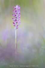 Anacamptis fragrans